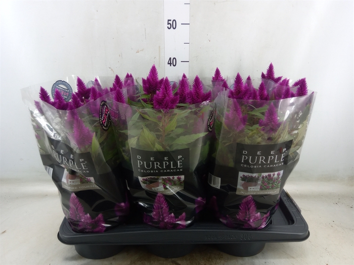 <h4>Celosia arg. SP 'Deep Purple'</h4>