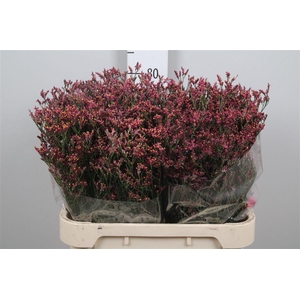 Lim Sin Scarlet Diamond