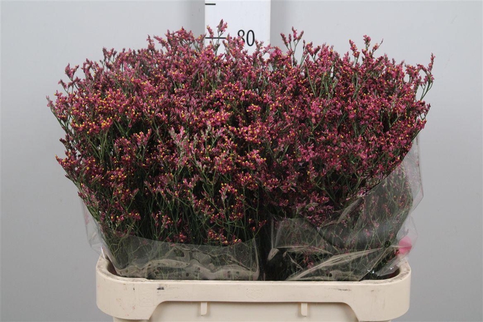 <h4>Lim Sin Scarlet Diamond</h4>