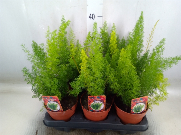 <h4>Asparagus dens. 'Meyers'</h4>