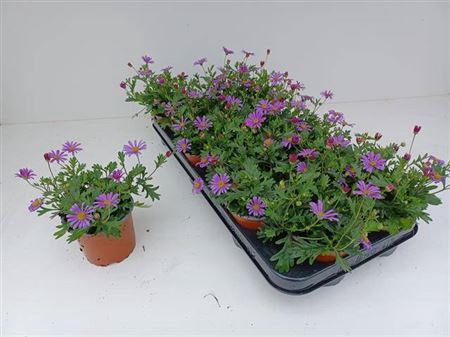 <h4>Brach Bras Violet</h4>