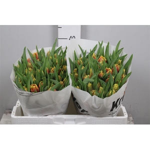 Tu Pa Dee Jay Parrot