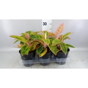 Aglaonema KB 'Salmon Fantasy'