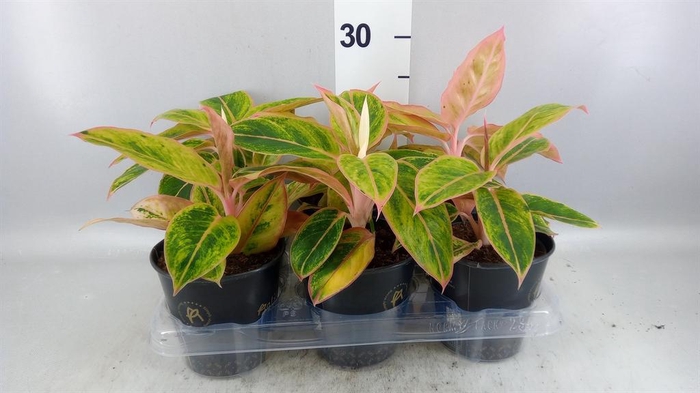 <h4>Aglaonema KB 'Salmon Fantasy'</h4>