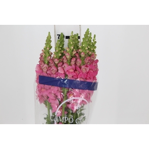 BOCA DE LEAO UBIRA ROSE 070 CM