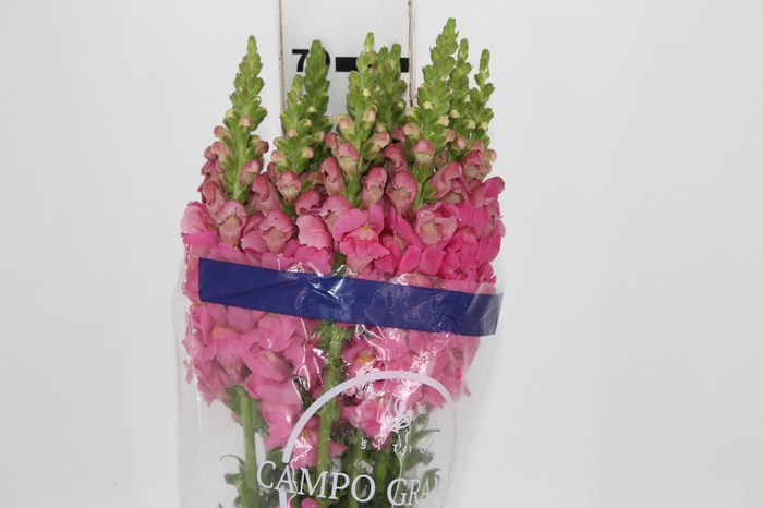 <h4>BOCA DE LEAO UBIRA ROSE 070 CM</h4>