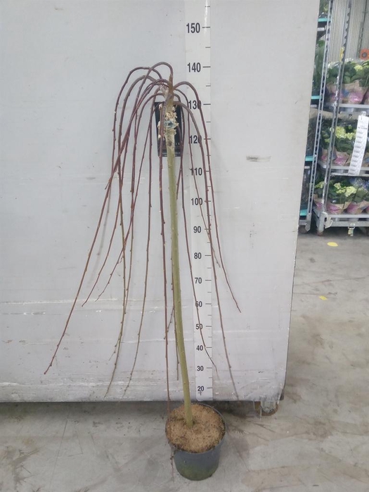 <h4>Salix caprea 'Kilmarnock'</h4>