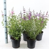 Salvia microphylla