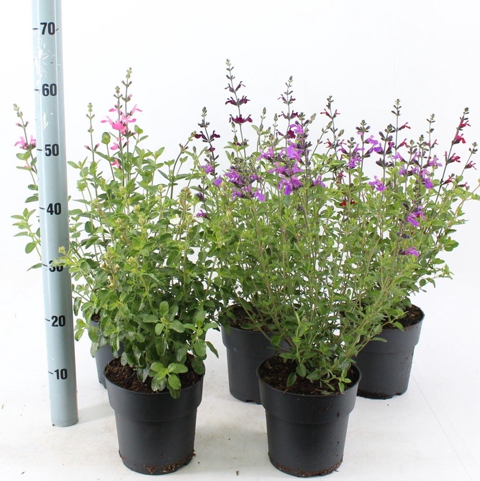 Salvia microphylla