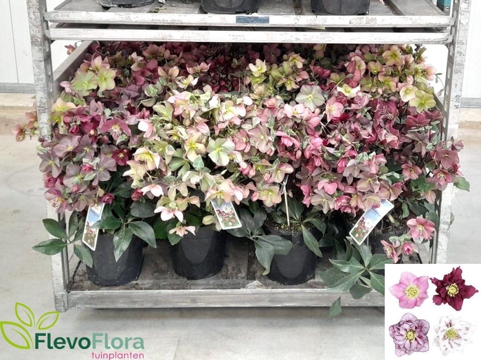 <h4>HELL ORIENTALIS</h4>