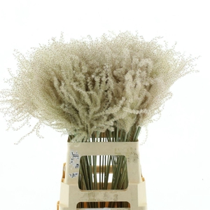 Dried Stipa Feather Natural