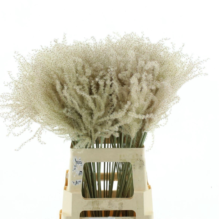 <h4>Dried Stipa Feather Natural</h4>