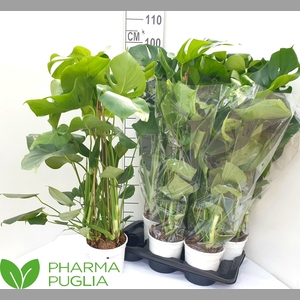 MONSTERA DELICIOSA