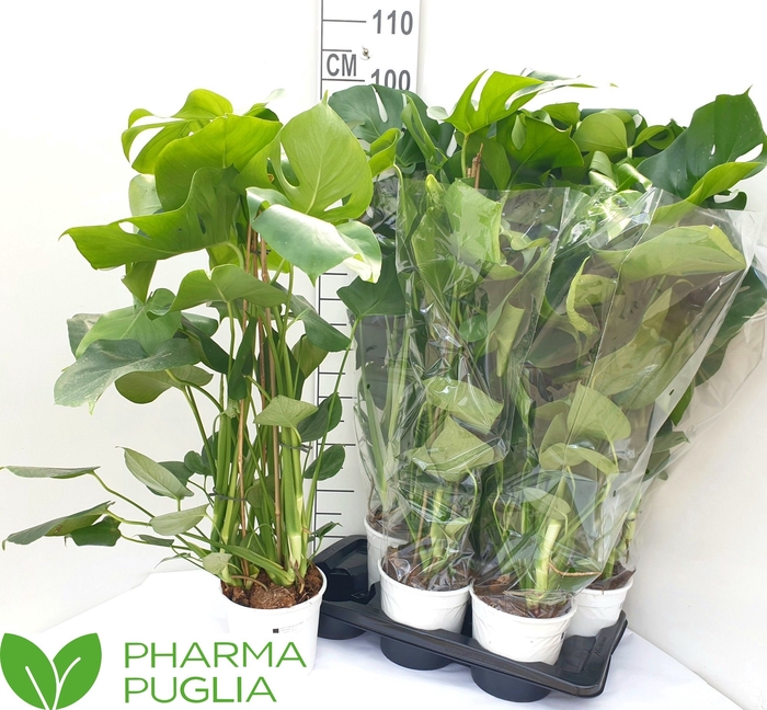 <h4>MONSTERA DELICIOSA</h4>