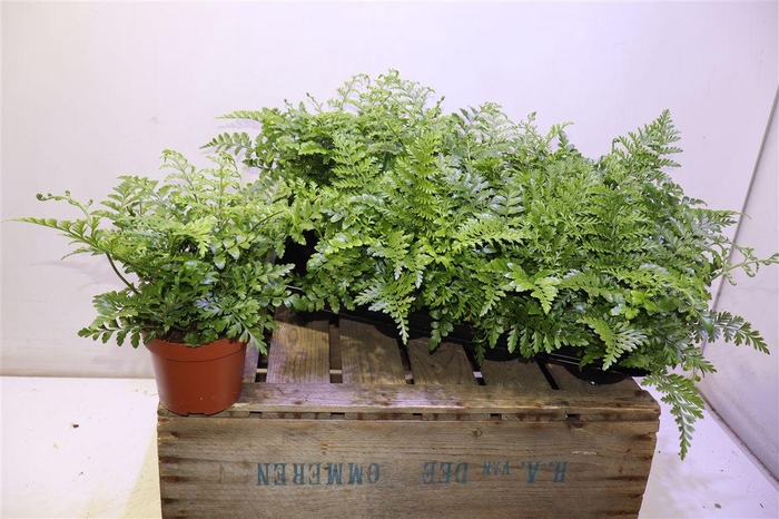 <h4>arr8 Asple Parvati</h4>