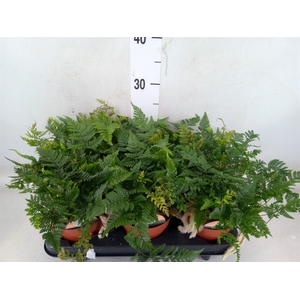 Humata griffithiana var. tyermannii