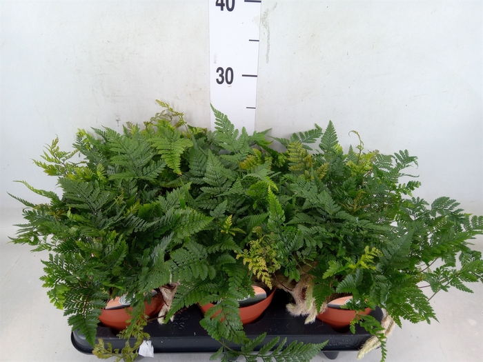 <h4>Humata griffithiana var. tyermannii</h4>