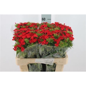 Di Barb Amras Red Bre X80