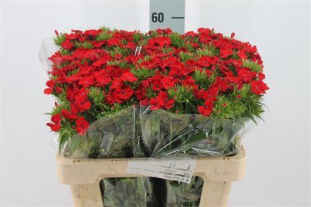 <h4>Di Barb Amras Red Bre X80</h4>