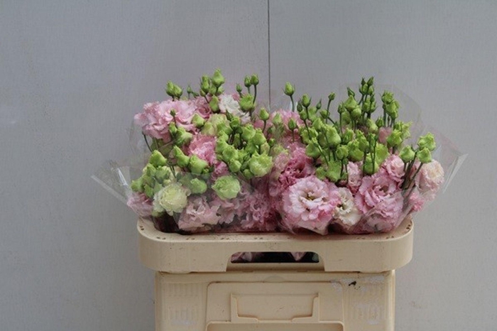 <h4>LIS G ALISSA PINK EUS G ALISSA PINK</h4>