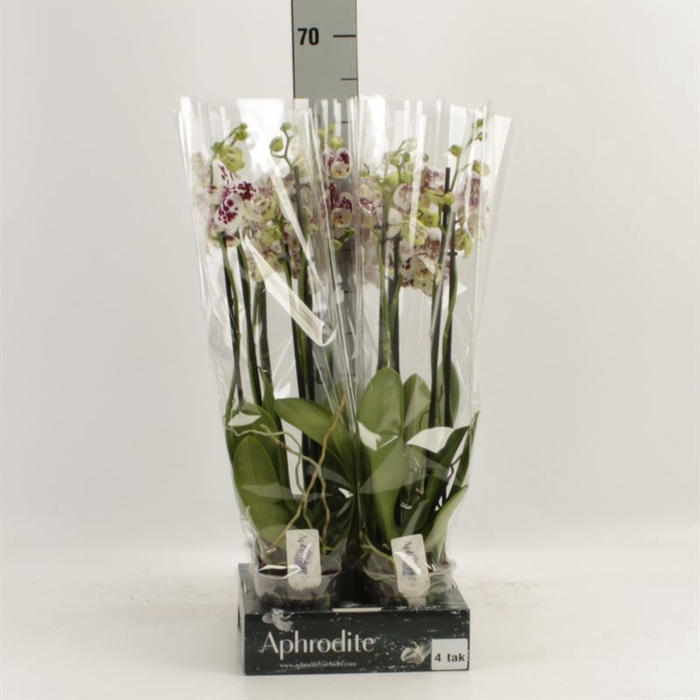 <h4>Phalaenopsis  'Ant Marrakesh'</h4>