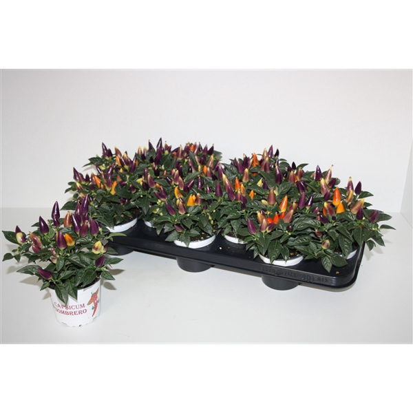 <h4>Capsicum Acapulco mix color</h4>