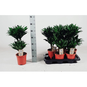 Dracaena frag. 'Compacta'