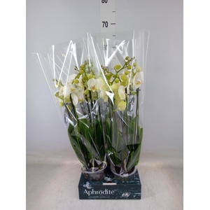 Phalaenopsis  'Ant Inverness'