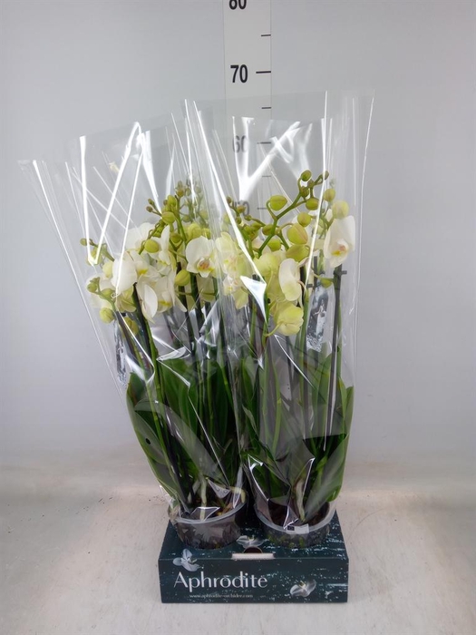 <h4>Phalaenopsis  'Ant Inverness'</h4>