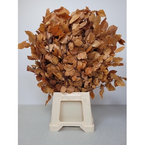 GESTABILISEERD BEUK ORANJE/BRUIN