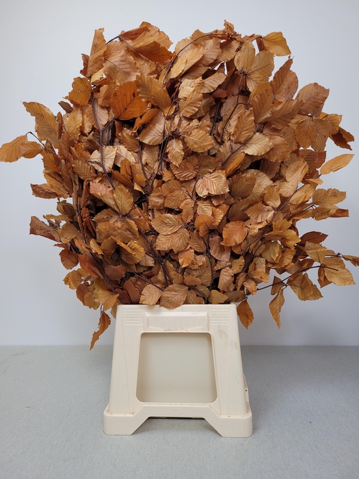 <h4>GESTABILISEERD BEUK ORANJE/BRUIN</h4>