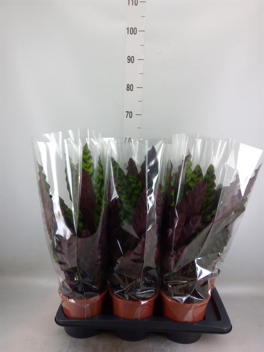 <h4>Calathea lancifolia</h4>