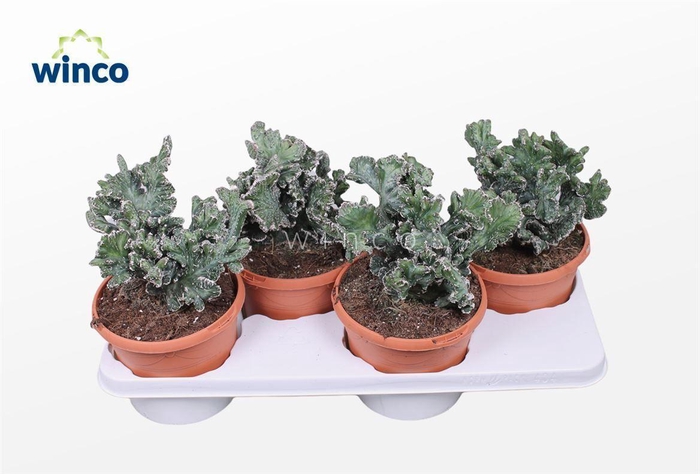 <h4>Monvilea Spegazinni Cristata</h4>