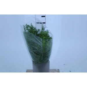 FOLHAGEM ASPARGO CWEBE 050 CM