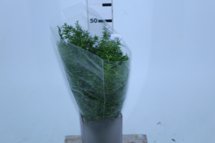 FOLHAGEM ASPARGO CWEBE 050 CM