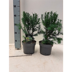 Taxus media 'Hicksii' C2