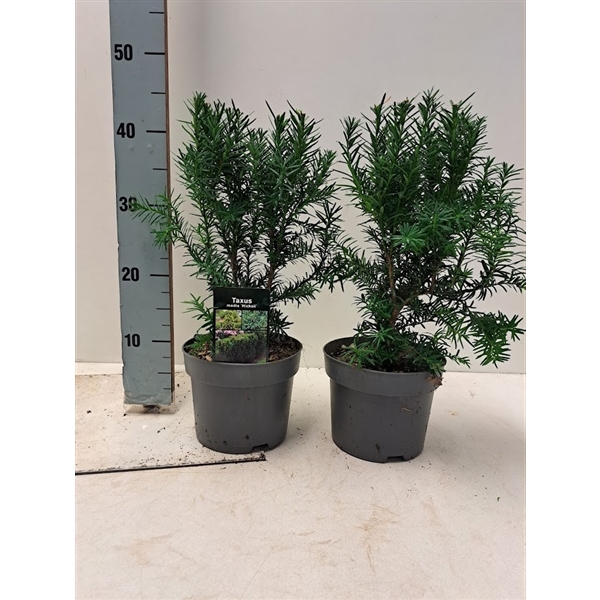 <h4>Taxus media 'Hicksii' C2</h4>