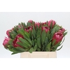 Protea Brenda