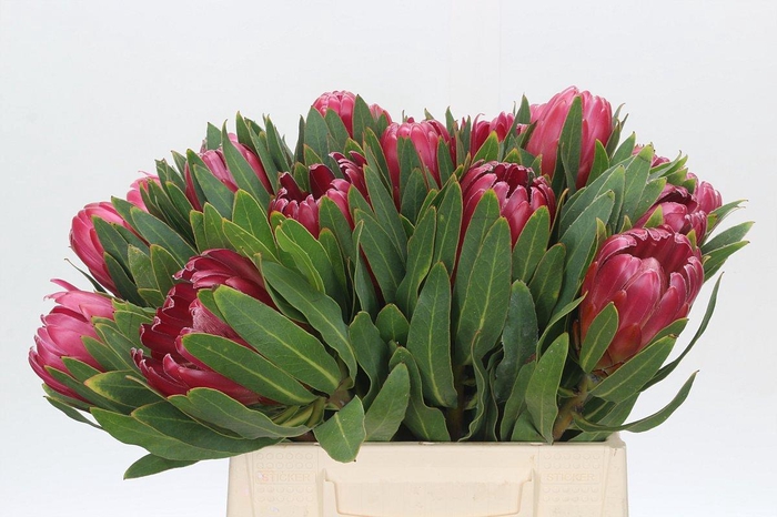 <h4>Protea Brenda</h4>