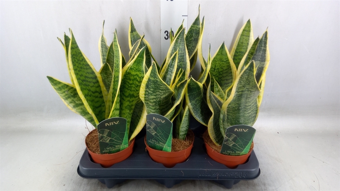 <h4>Sansevieria trifa. 'Futura Superba'</h4>