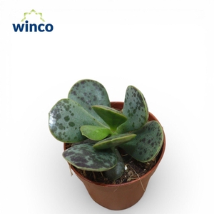 Adromischus Rupicola