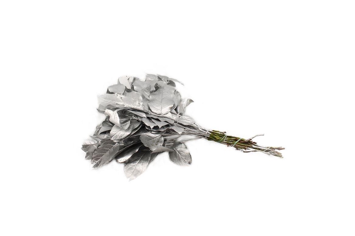<h4>Salal Tips Silver</h4>