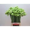 Ornithogalum Saundersiae