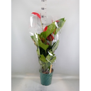 Anthurium andr. 'Melodia Ibis'