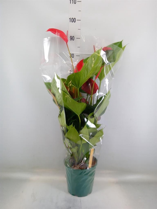 <h4>Anthurium andr. 'Melodia Ibis'</h4>