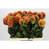 Dahlia Cornel Bronze