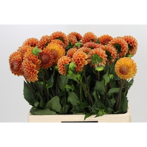 Dahlia Cornel Bronze