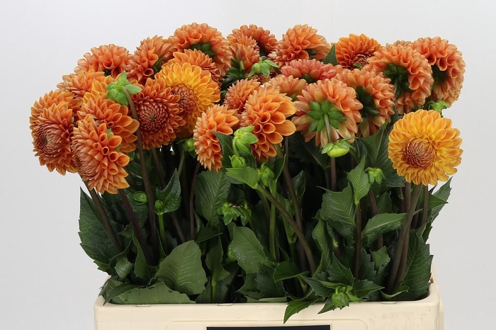 Dahlia Cornel Bronze