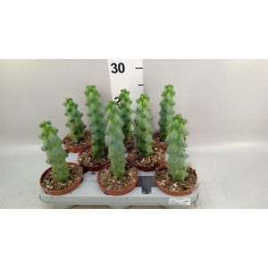 Cereus   ...