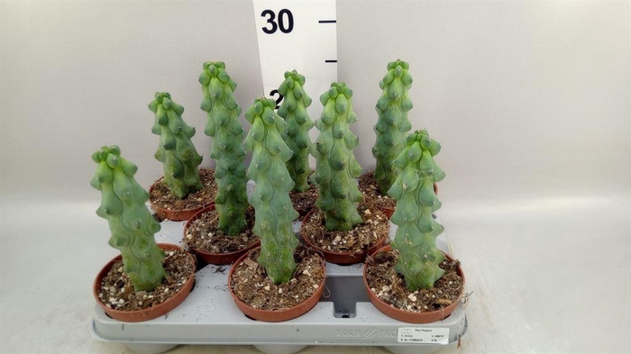 <h4>Cereus   ...</h4>